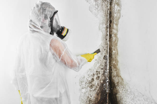 Best Health and Safety Mold Remediation in USA